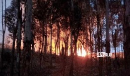 桂平石龙山火最新爆料,揭秘真相与后续影响