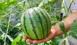 网红崔布局吃瓜,揭秘网红圈背后的真实故事